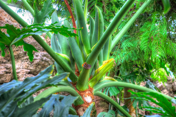 Philodendron plowmaniiのハート型の二色の葉装飾庭園、イラスト、図面、スケッチ、アンティーク、レトロ、ヴィンテージの熱帯雨林植物の珍しいエキゾチックな熱帯雨林植物. - 写真・画像