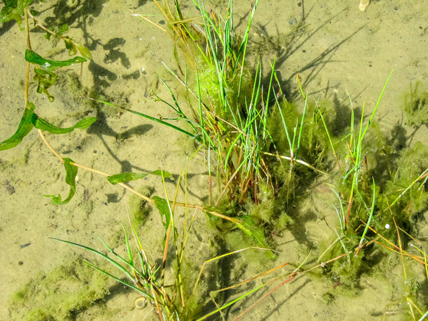 Fondo del estanque de arena cerca de la orilla con agua clara y vegetación verde - Foto, imagen