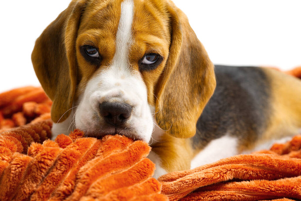 Beagle cucciolo si trova con una calda coperta arancione su sfondo bianco. - Foto, immagini