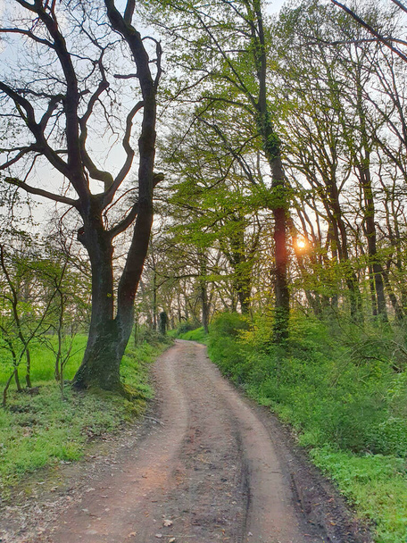 Cesta lesem při západu slunce - Fotografie, Obrázek