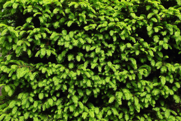 Primavera en el jardín. Conífera cuidadosamente recortada: Picea abies 'Nidiformis'. Brotes de primavera verde claro. - Foto, imagen