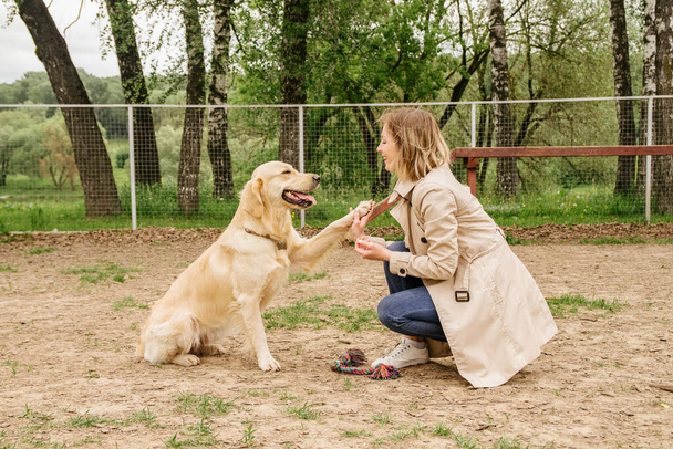 The girl the owner of the dog breed golden retriever trains her team to high-five on the dog walking area - Foto, imagen