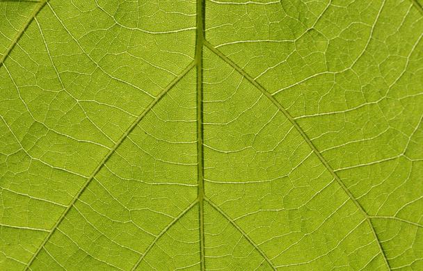 Folha verde
 - Foto, Imagem