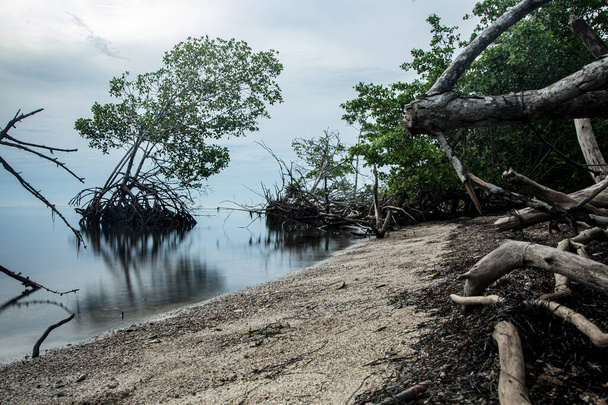 A closeup of mangroves growing at a shore - Zdjęcie, obraz