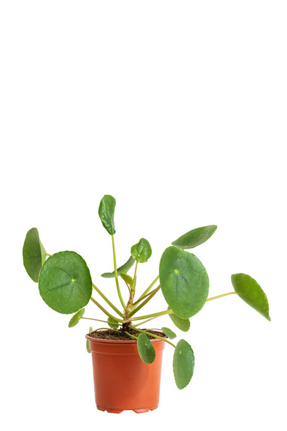 Tiro vertical de planta pilea verde em vaso de plástico marrom isolado no fundo branco, espaço de cópia para texto. Decoração de casa e conceito de cuidados de plantas domésticas - Foto, Imagem