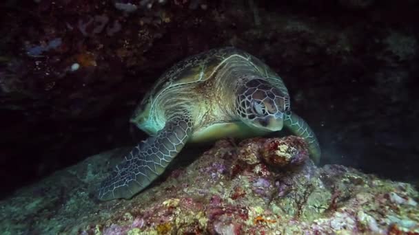 Yeşil deniz kaplumbağası veya çorba kaplumbağası (lat. Chelonia mydas, yeşil kaplumbağa cinsinin tek modern üyesi olan deniz kaplumbağası türüdür.. - Video, Çekim