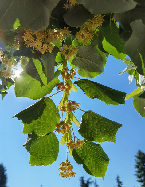 tilia tilia europaea flores y hojas en un árbol en la temporada de verano mejor para hacer hierbas de té hojas medicinales verde - Foto, Imagen