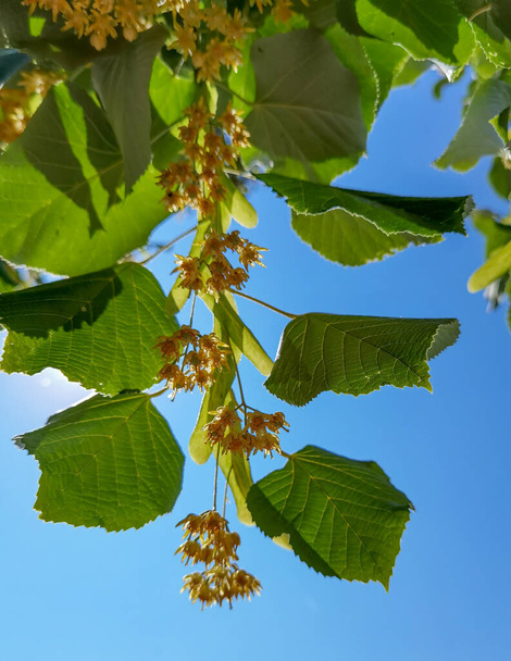 Linde tilia europaea blüht und blättert im Sommer am besten am Baum, um Teekräuter medizinisch grün zu machen - Foto, Bild