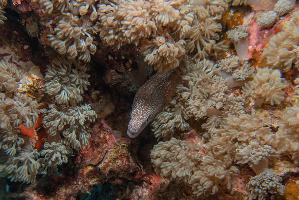Moray eel Mooray lycodontis undulatus in the Red Sea, Eilat Israël - Photo, image