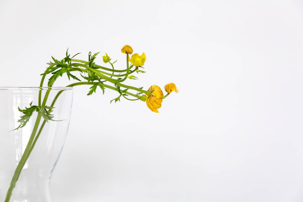 Sfumatura fiori di ranuncolo giallo con petali che cadono su uno sfondo bianco. - Foto, immagini