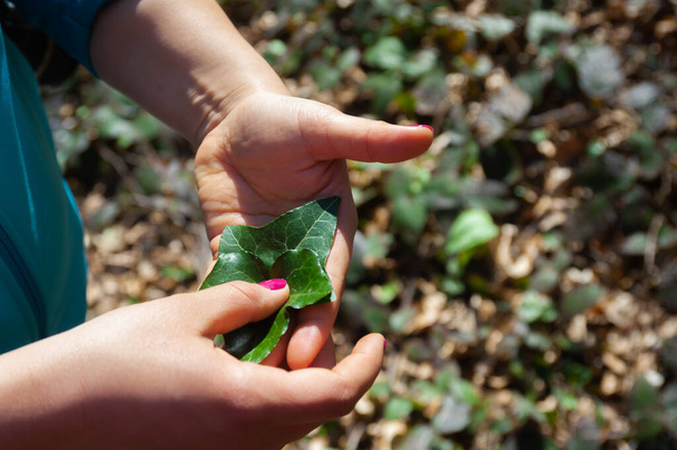 Το κορίτσι κρατά φύλλα κισσού στο χέρι της στη φύση κατά τις αρχές της άνοιξης της Hedera helix - Φωτογραφία, εικόνα