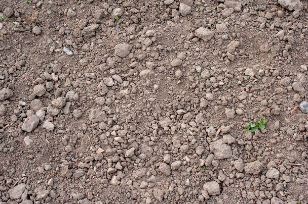 A talaj sziklás, kis darab szárított földdel és egy kis zöld növényzettel, ami a kert sarkában nő.. - Fotó, kép