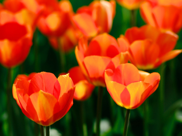 Голландська-помаранчевий тюльпани
 - Фото, зображення