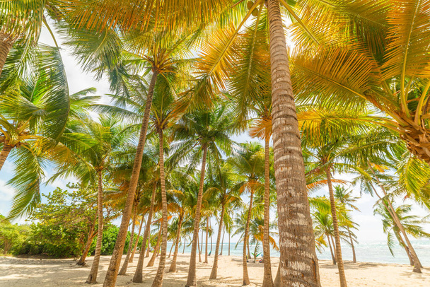 φοινικόδεντρα καρύδας στην παραλία Bois Jolan στη Γουαδελούπη, Μικρές Αντίλλες. Δυτικές Ινδίες, Καραϊβική θάλασσα - Φωτογραφία, εικόνα