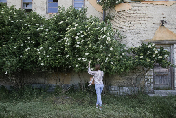 Nainen, joka kerää vanhimpia kukkia maaseudulla. - Valokuva, kuva
