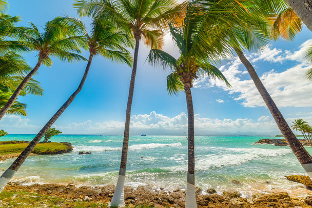 Palmiers hauts sous un soleil éclatant dans le Bas du Fort en Guadeloupe, mer des Caraïbes - Photo, image