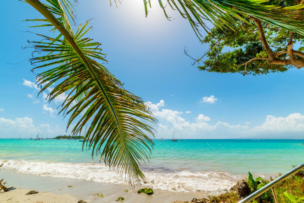 Palm trees and turquoise water in La Datcha beach. Guadeloupe, Caribbean sea - Photo, image