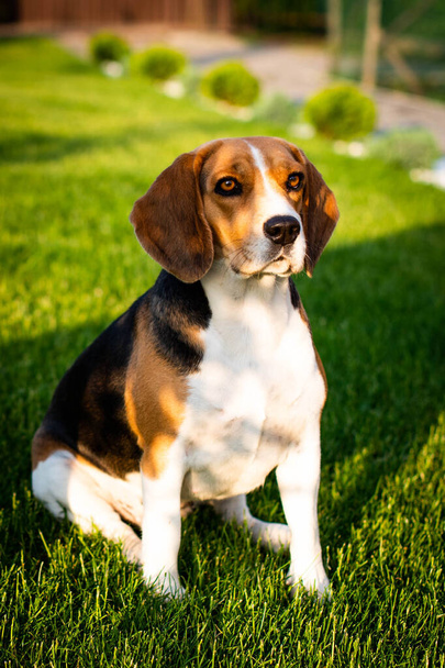 Beagle sentado en la hierba verde - Foto, imagen