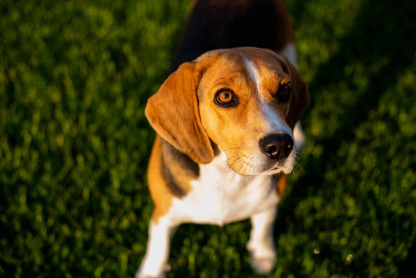 Beagle sentado en la hierba verde - Foto, imagen