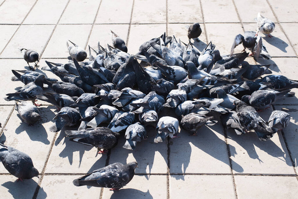 Large group of pigeons eating food outdoors on a sunny day, close-up - Фото, изображение