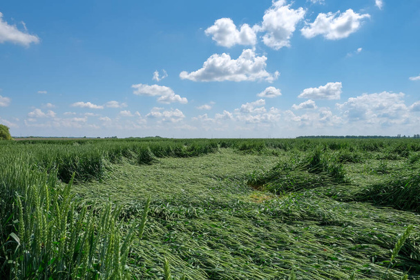 Zlomená zelená mladá nezralá pšenice po bouřce s kroupami - Fotografie, Obrázek