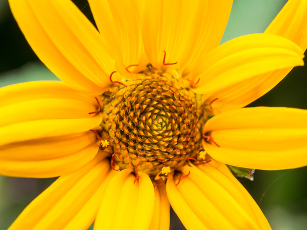 Fiore margherita giallo
 - Foto, immagini