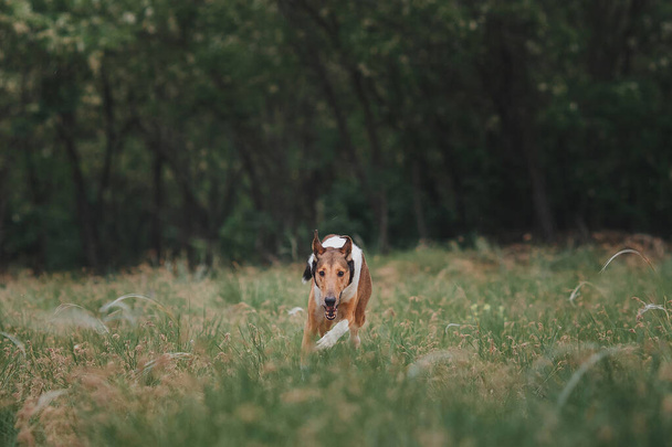  dog Smooth Collie in nature - Photo, Image