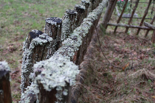 recinzione in legno molto antica con muschio e lichene / foto di una recinzione in legno. vecchia staccionata. ha muschio verde e lichene su di esso. - Foto, immagini