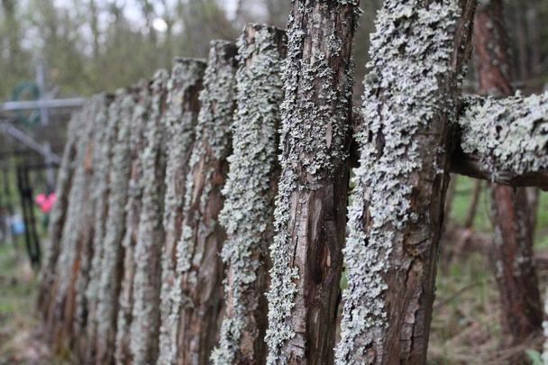 recinzione in legno molto antica con muschio e lichene / foto di una recinzione in legno. vecchia staccionata. ha muschio verde e lichene su di esso. - Foto, immagini