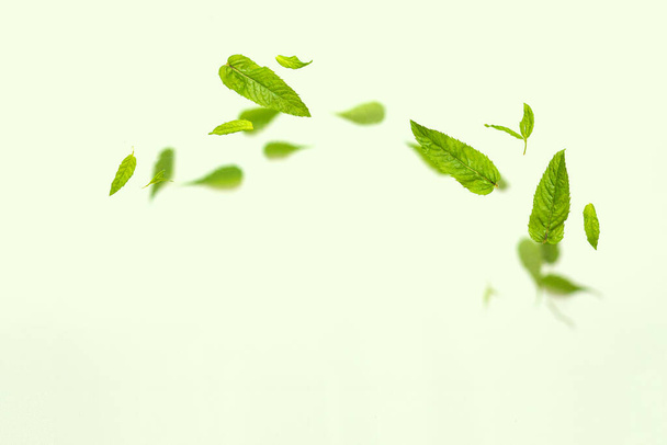 Random flying in the air green mint leaves isolated on green background - Foto, Imagen