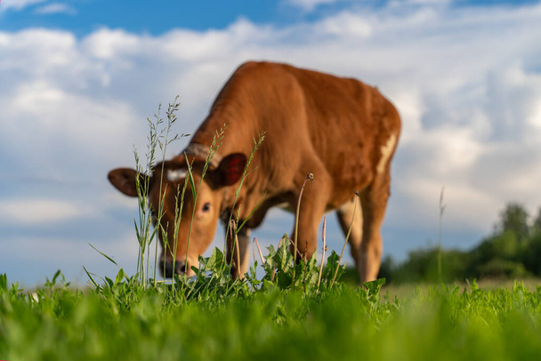brown calf eating green grass, under the blue sky, blurred focus - Фото, изображение