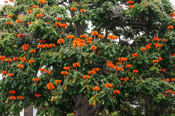 spathodea campanulata широко известна как африканское тюльпановое дерево с красными цветами (семейство bignoniaceae), растущее на улице Фуншала, остров Мадейра.                   - Фото, изображение