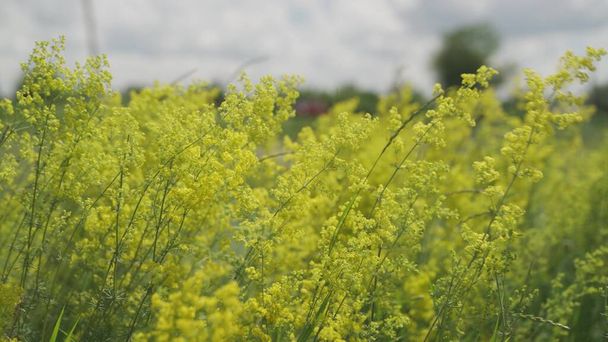 Κίτρινα λουλούδια στο λιβάδι ταλαντεύονται στον άνεμο στο φόντο ενός γαλάζιου ουρανού, η έννοια της καλλιέργειας αγριολούλουδων, όμορφο γρασίδι που αναπτύσσεται σε μια δασώδη περιοχή στη φύση - Φωτογραφία, εικόνα