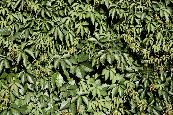 Green Virginia creeper plant on the wall in summer season. Wild Grape leaves. - Fotografie, Obrázek