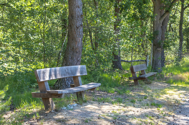 Two wooden benches in the forest amid clusters of trees - Photo, Image