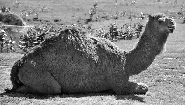 Camel is een ungulate van het geslacht Camelus, met kenmerkende vetafzettingen bekend als bulten op de rug. Er zijn 2 soorten kamelen: de dromedaris l heeft een 1 bult, en de bactrian heeft 2 bulten - Foto, afbeelding