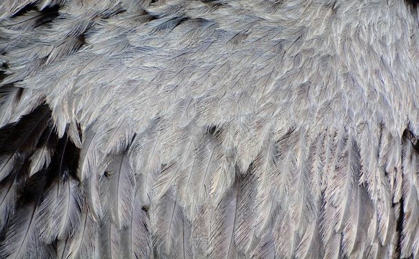 Перо большей реи (Rhea americana) - бесполётная птица, обитающая в восточной части Южной Америки. Другие названия для большей реи включают в себя серый, распространенный, или американский Рея, Нанду Гуарани или Ема - Фото, изображение