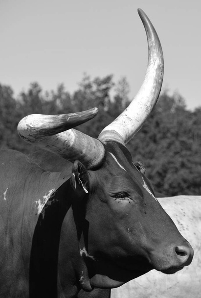 Ankole-Watusi es una raza americana moderna de ganado doméstico. Se deriva del grupo Ankole de razas de ganado Sanga de África central. Se caracteriza por cuernos muy grandes. - Foto, Imagen