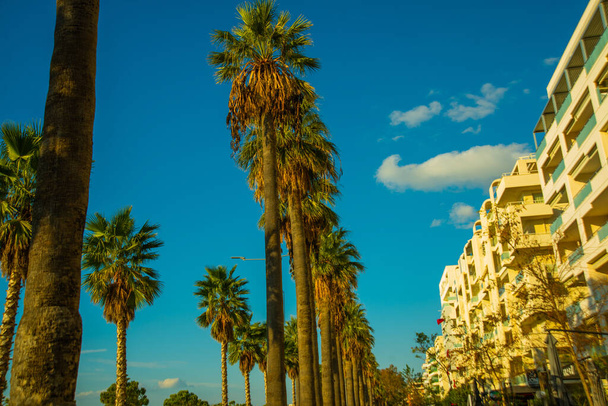 VLORA/VLORE, ALBANIA: The main road and palms. New promenade in the city center. - Фото, зображення
