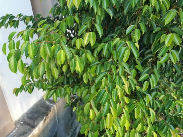 Wildgrüner Ficus benjamina wächst am Straßenrand - Foto, Bild