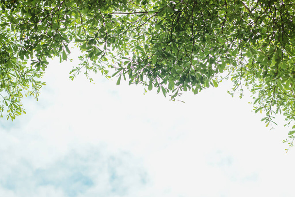 folhagem verde com céu azul nublado no fundo - Foto, Imagem