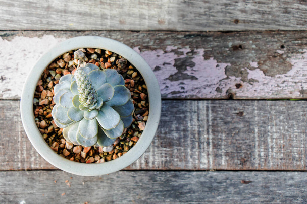 top view of succulent in plant pot on rustic wooden surface - Photo, Image