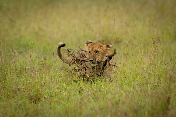 Leijonanpentu kävelee ruohon läpi kantaen oksaa - Valokuva, kuva