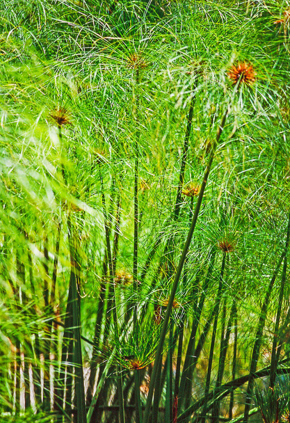 Close up of a papyrus plant - Photo, Image