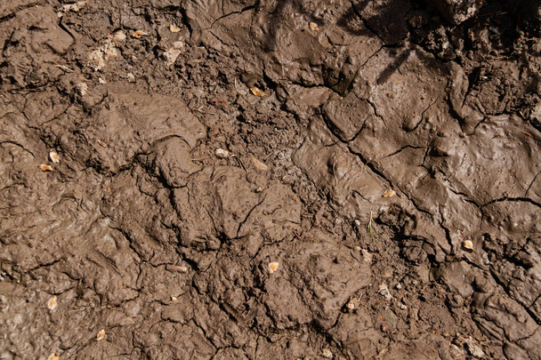 The structure of wet cracked clay earth, can be used as a natural background - Foto, Bild