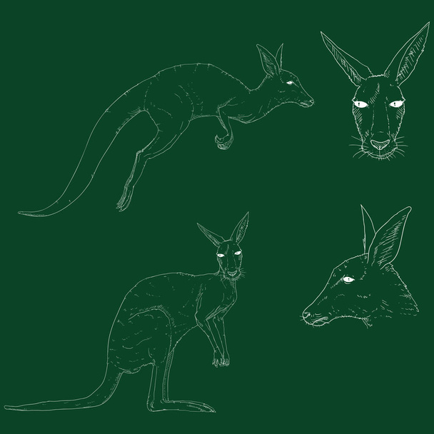 векторный набор мелового эскиза кенгуру - Вектор,изображение