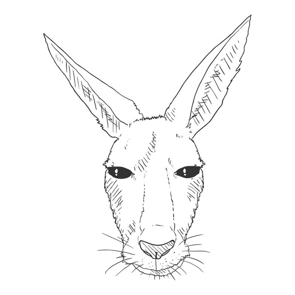 Kangaroo Head Vector Sketch Illustration. Front View - Vector, Imagen