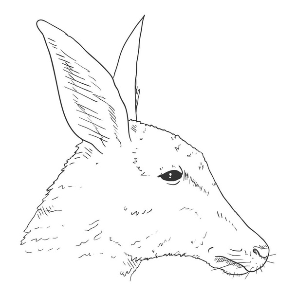 Kangaroo Head Vector Sketch Illustration. Side View - Vector, Image