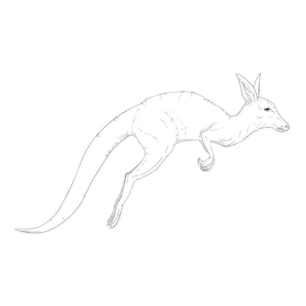 Vector Sketch Jumping Kangaroo. Side View. - Vector, Imagen