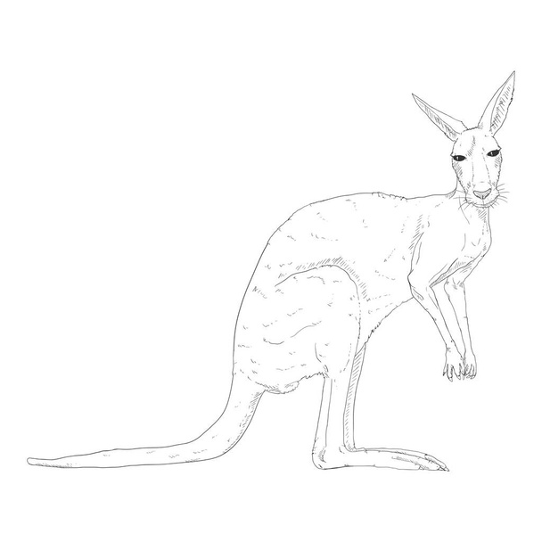 Vector Sketch Illustration of Standing Kangaroo - Vector, Imagen